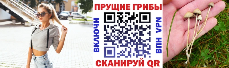 наркошоп  Злынка  Псилоцибиновые грибы мухоморы 
